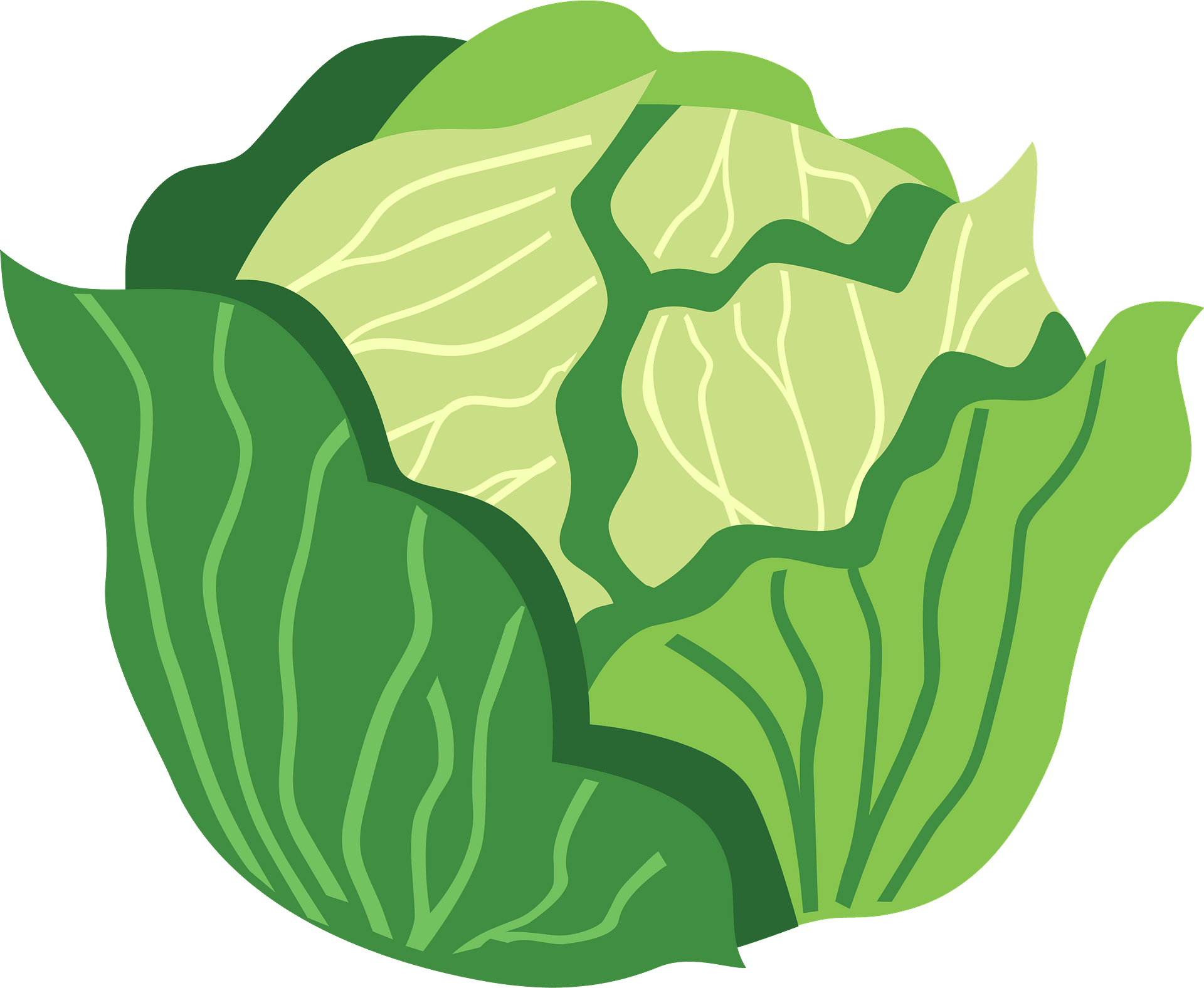 Detail Transparent Cabbage Nomer 45