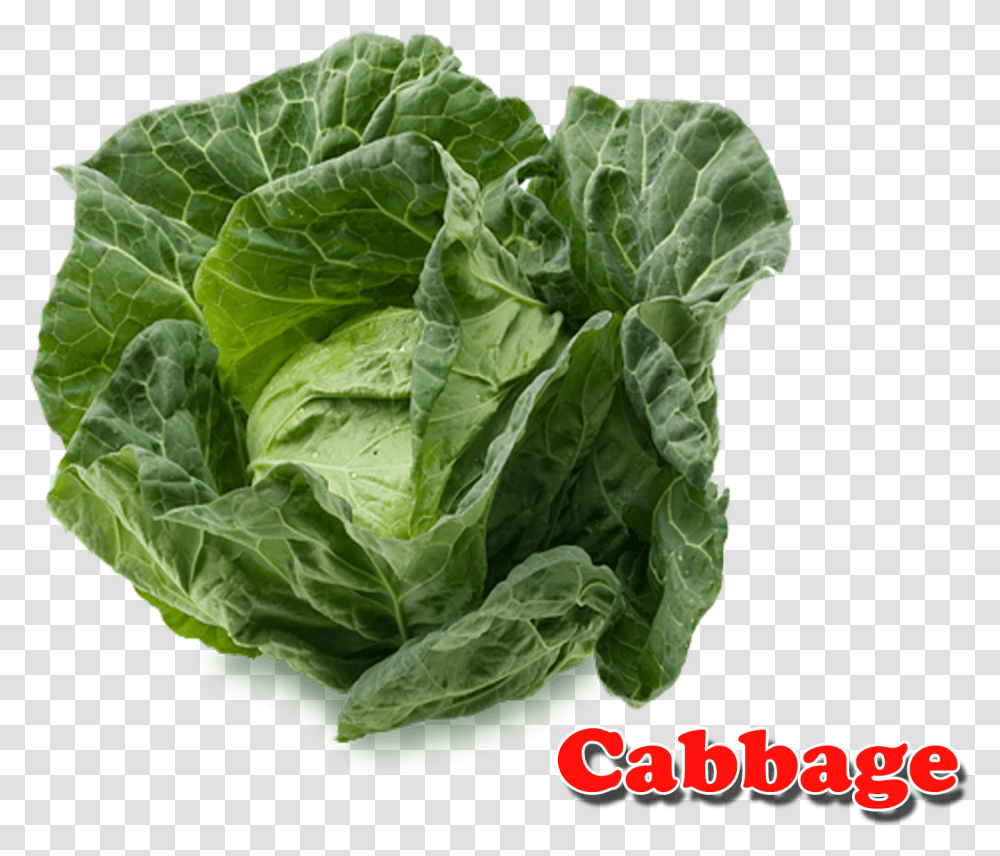Detail Transparent Cabbage Nomer 46