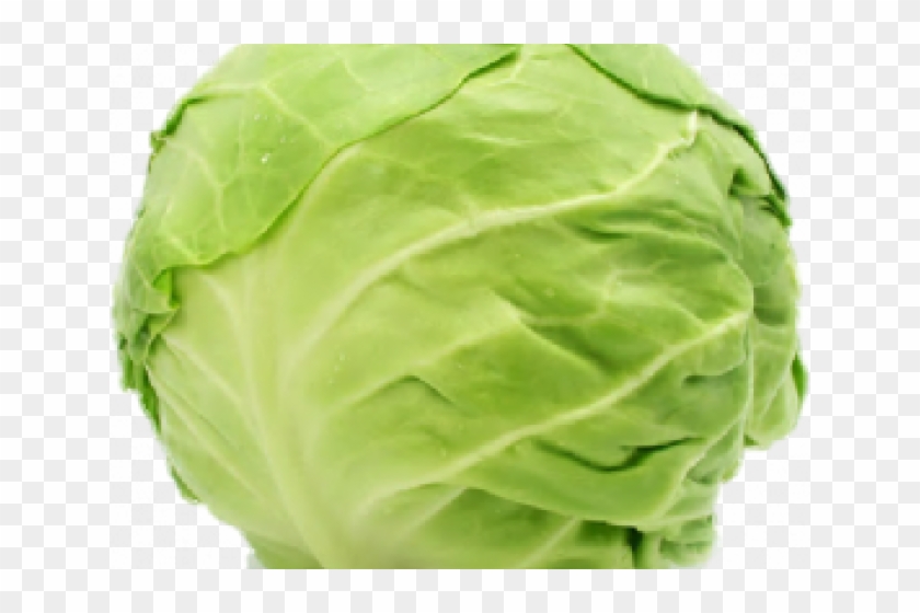 Detail Transparent Cabbage Nomer 7