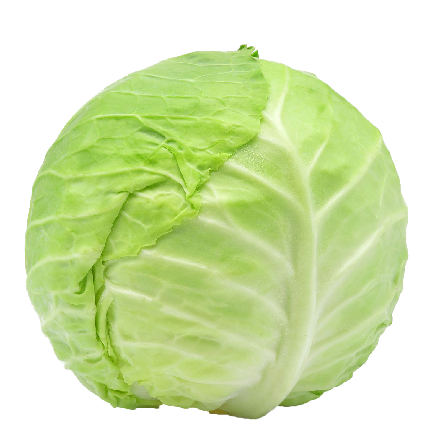 Detail Transparent Cabbage Nomer 8
