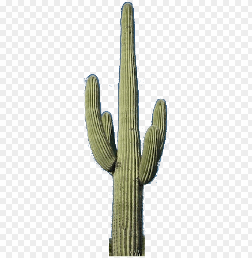Detail Transparent Cactus Nomer 10