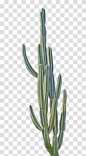 Detail Transparent Cactus Nomer 34