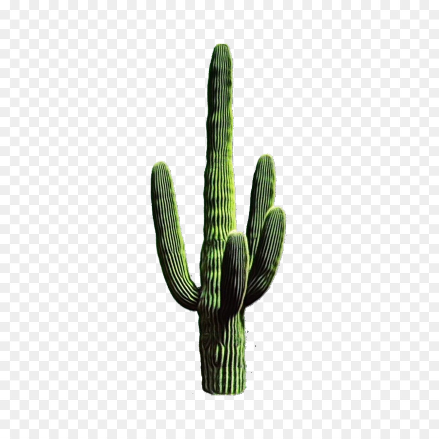 Detail Transparent Cactus Nomer 9