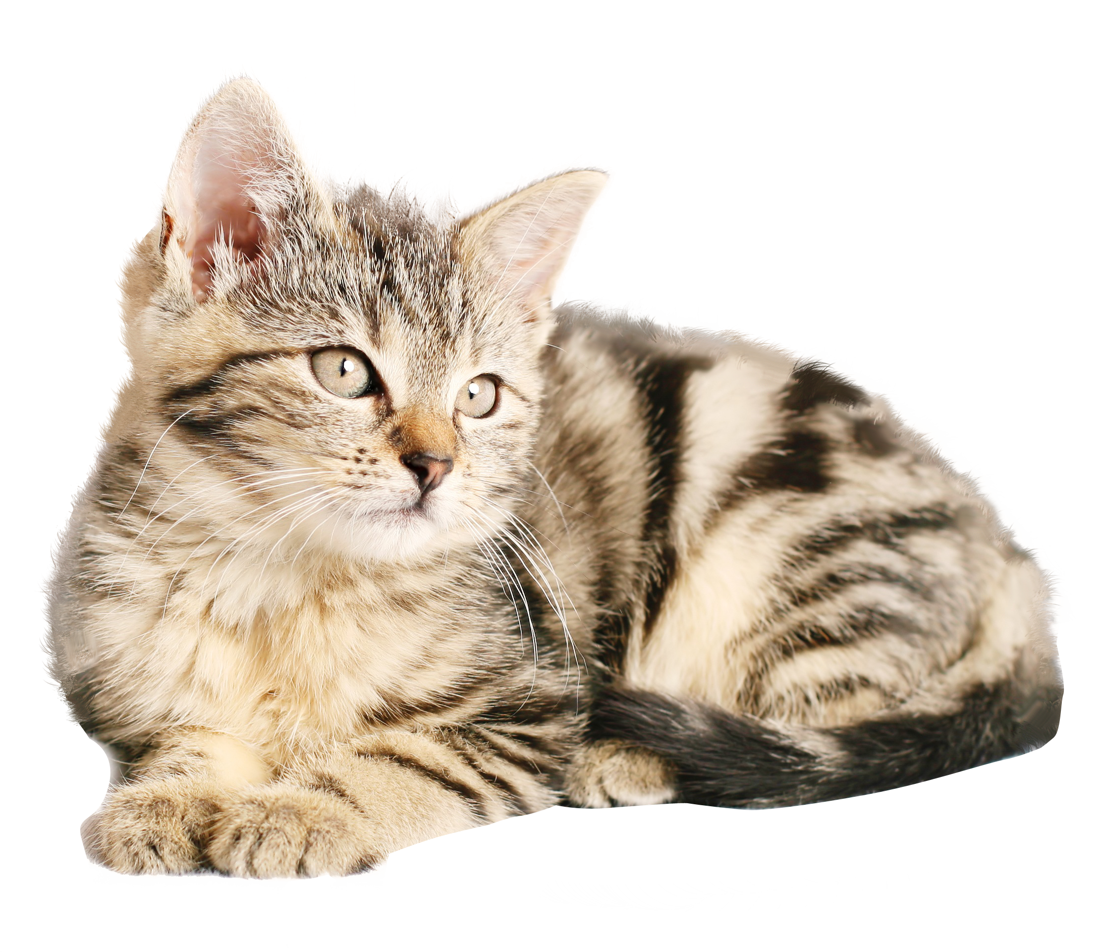 Detail Transparent Cat Png Nomer 22