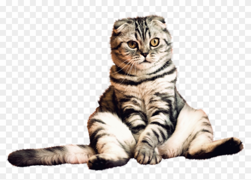 Detail Transparent Cat Png Nomer 8