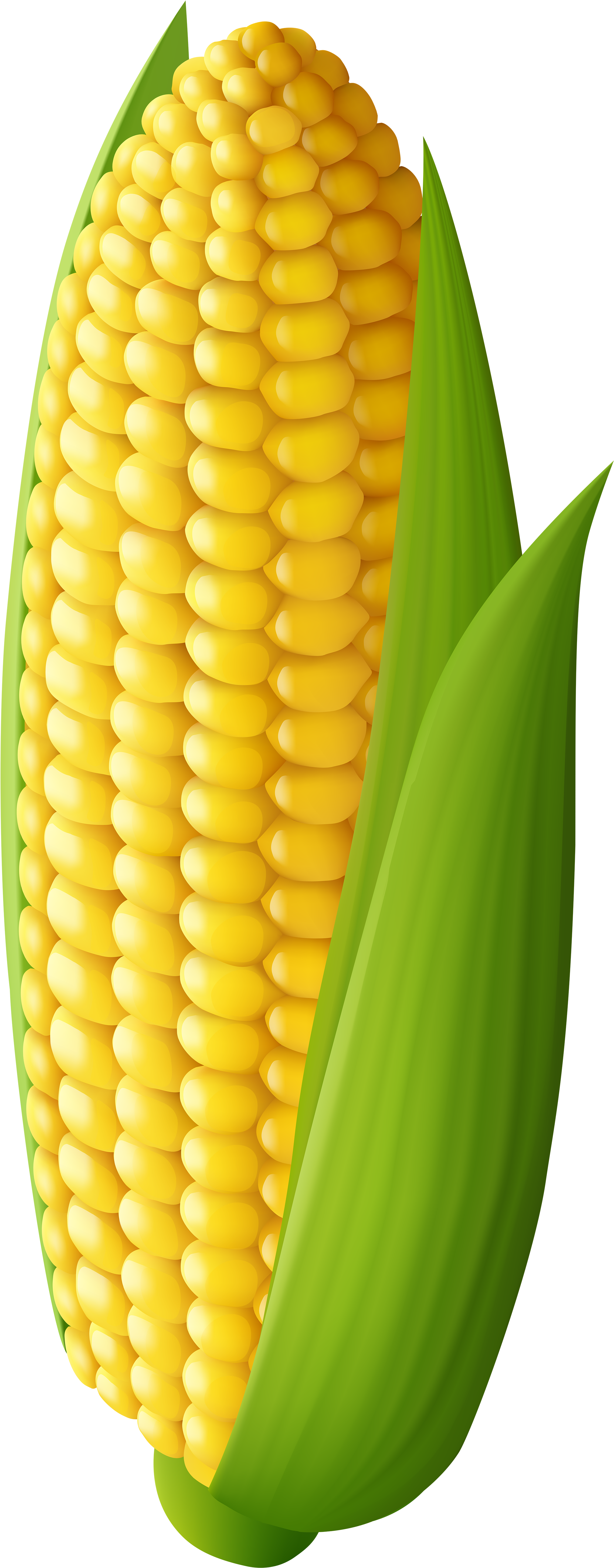 Detail Transparent Corn Nomer 11