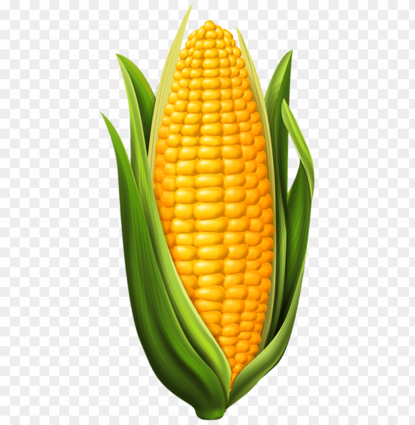 Detail Transparent Corn Nomer 12
