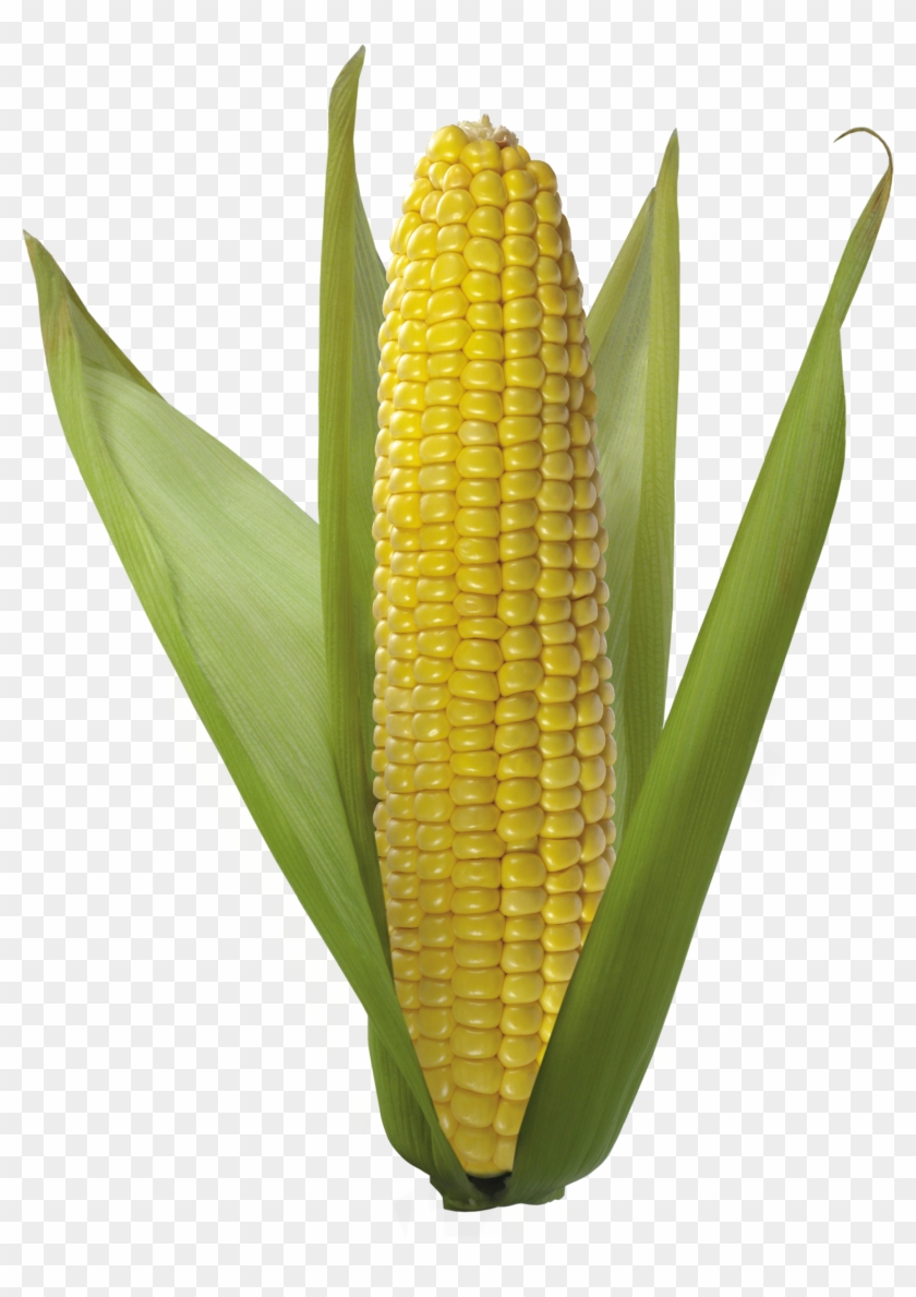 Detail Transparent Corn Nomer 20