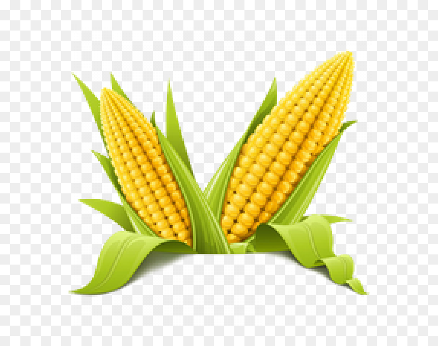 Detail Transparent Corn Nomer 21