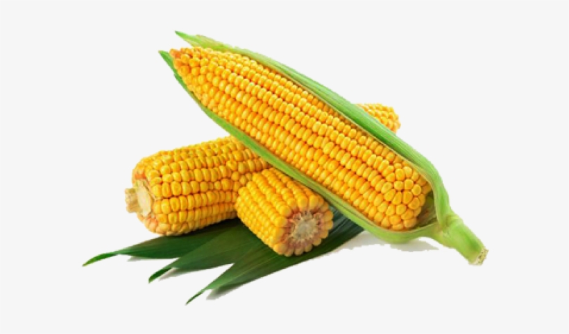 Detail Transparent Corn Nomer 25
