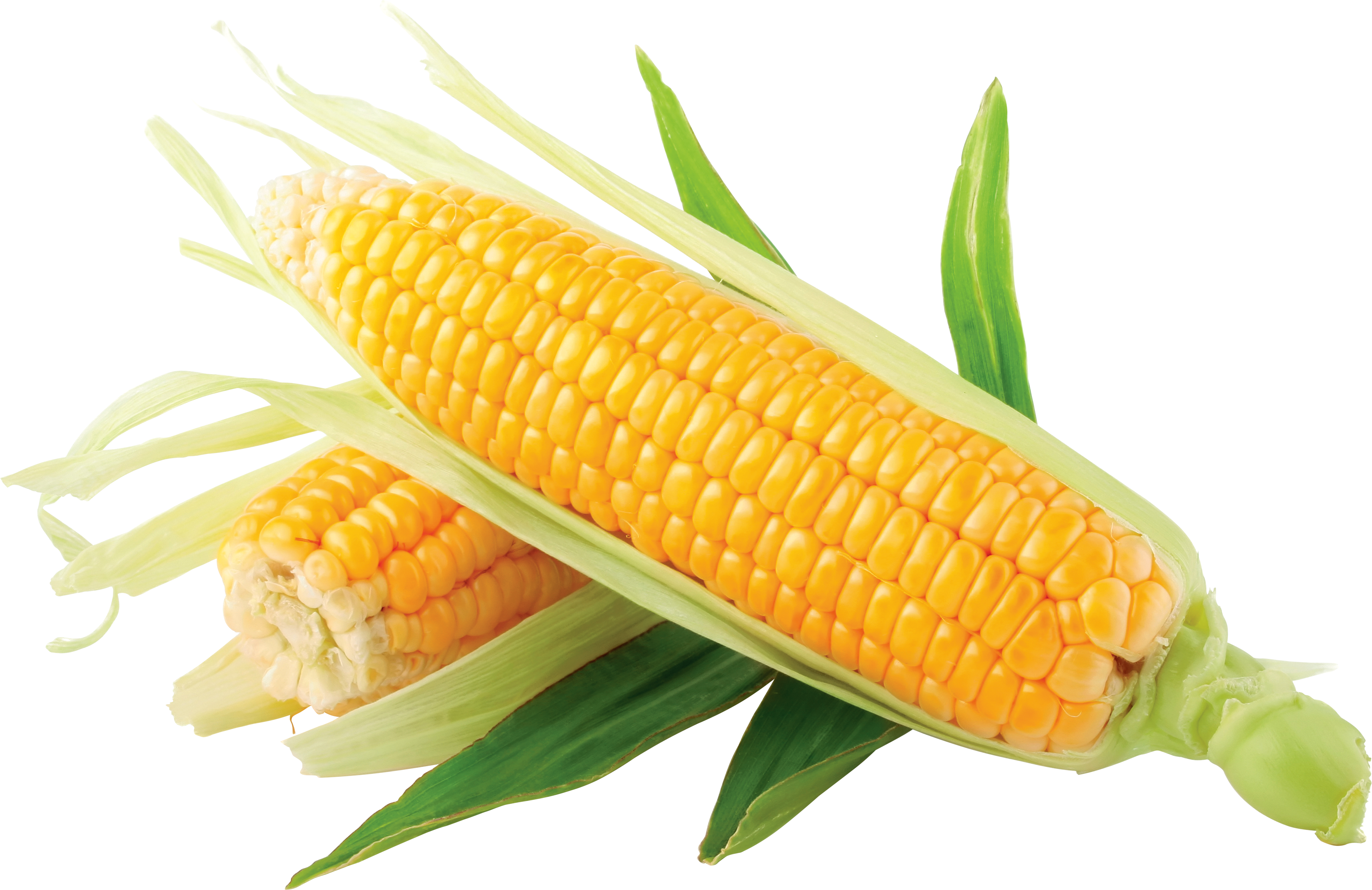 Detail Transparent Corn Nomer 31