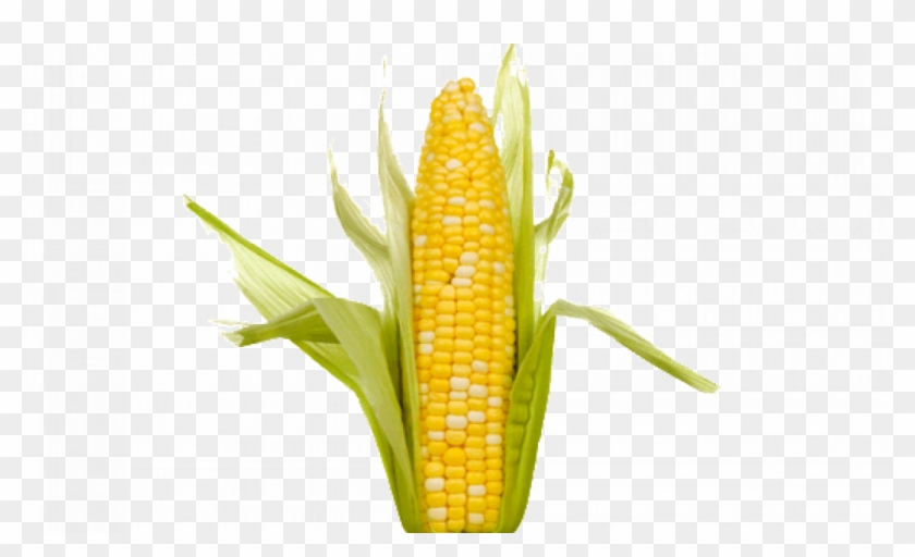 Detail Transparent Corn Nomer 32