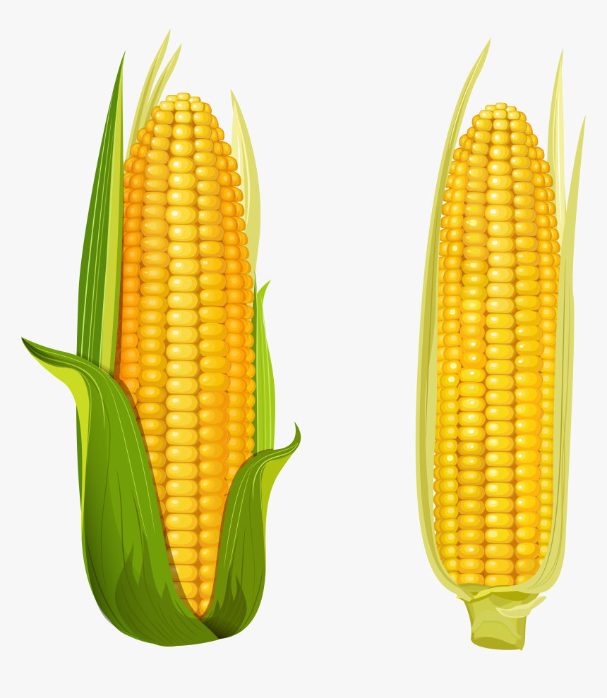 Detail Transparent Corn Nomer 35