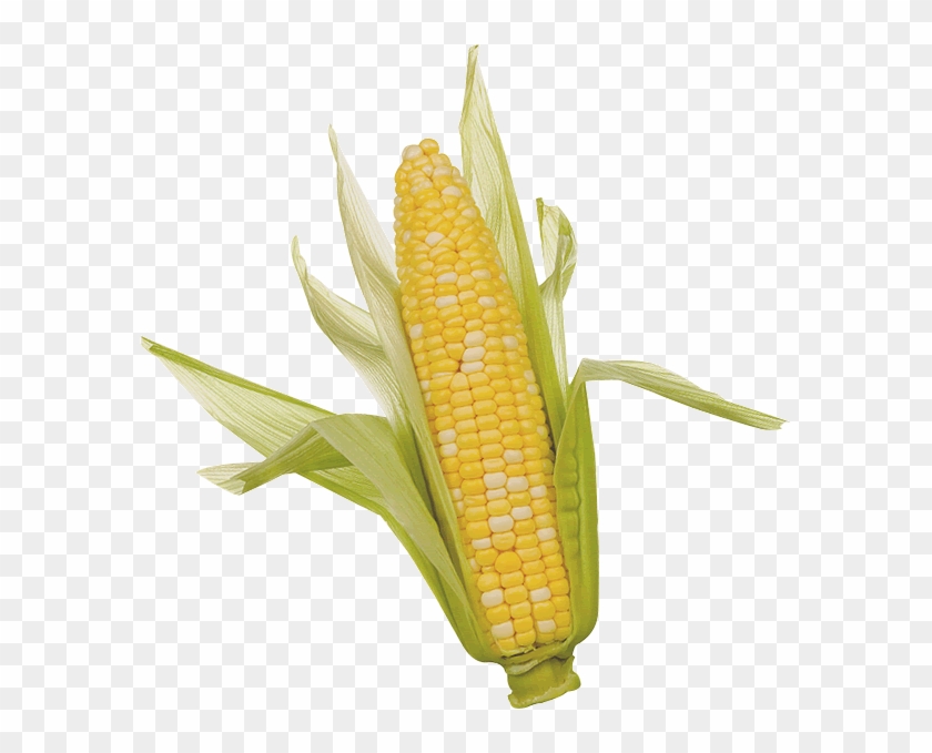 Detail Transparent Corn Nomer 39