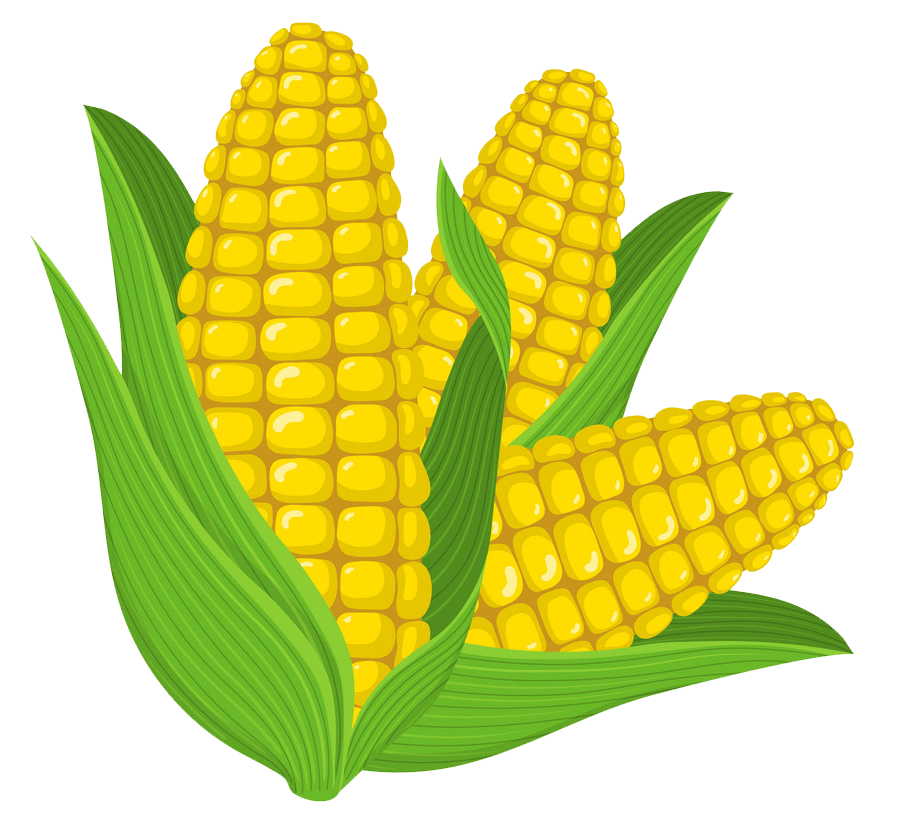 Detail Transparent Corn Nomer 43
