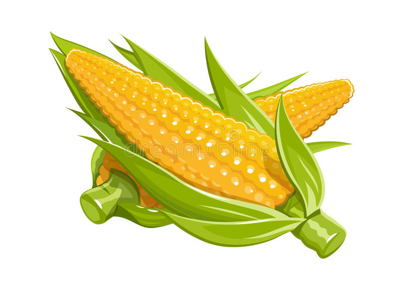 Detail Transparent Corn Nomer 45