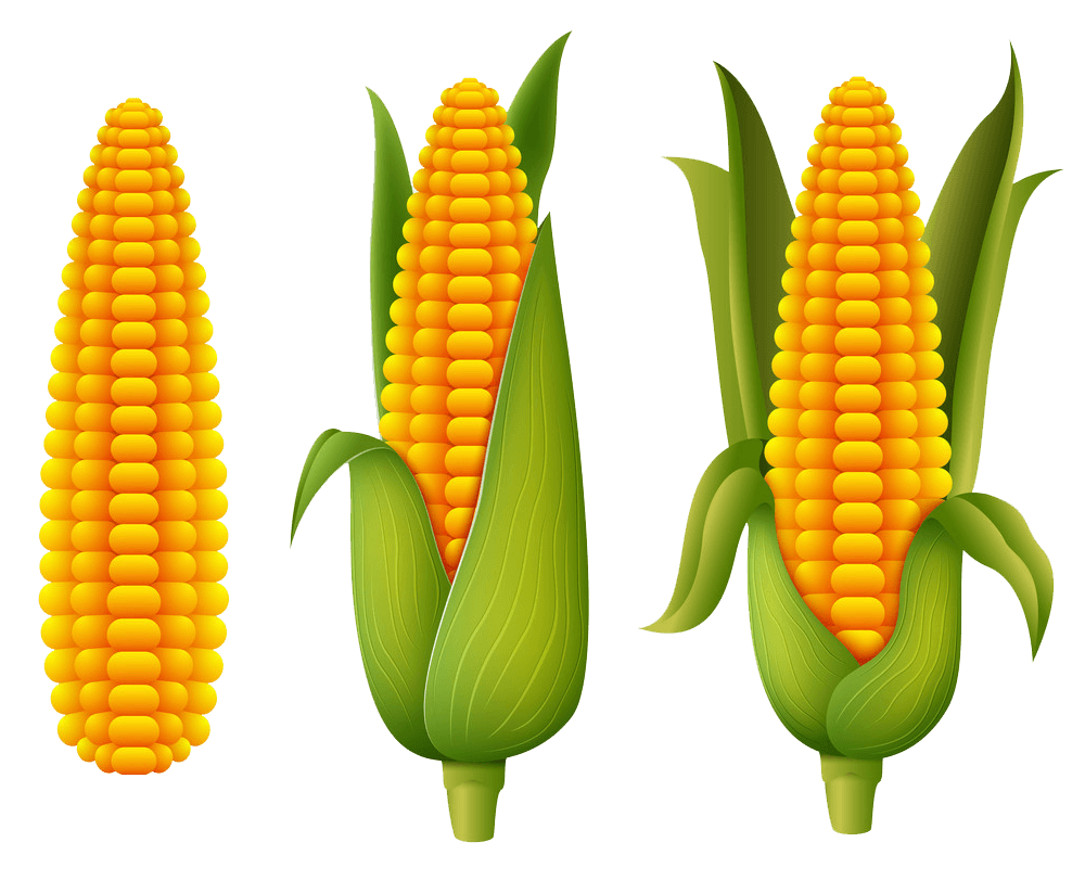 Detail Transparent Corn Nomer 50