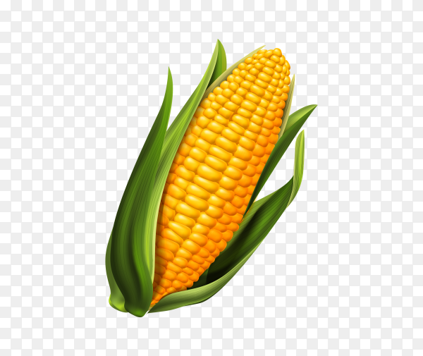Detail Transparent Corn Nomer 7