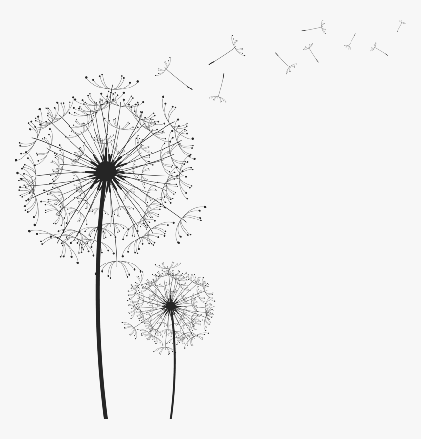 Transparent Dandelion - KibrisPDR