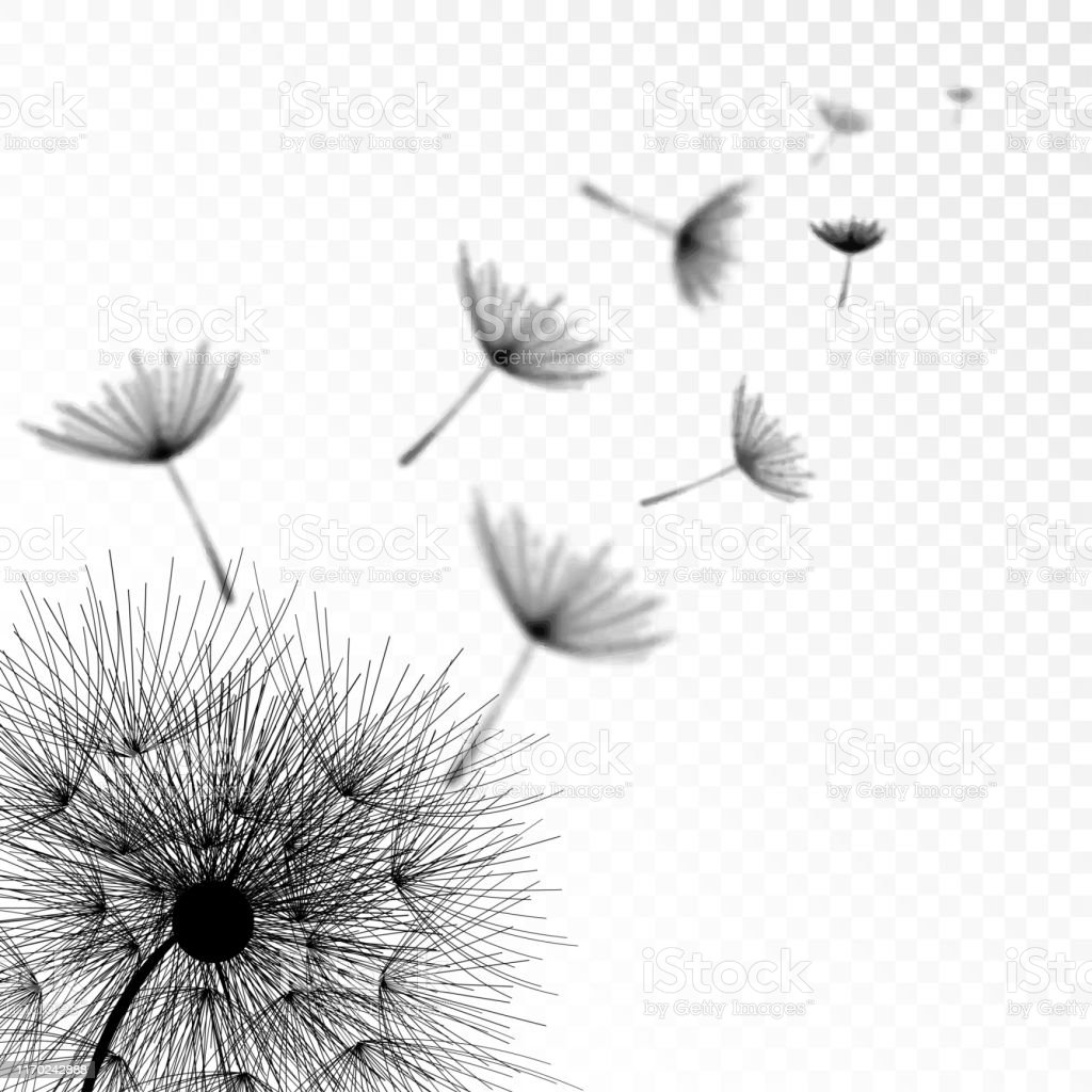 Detail Transparent Dandelion Nomer 29