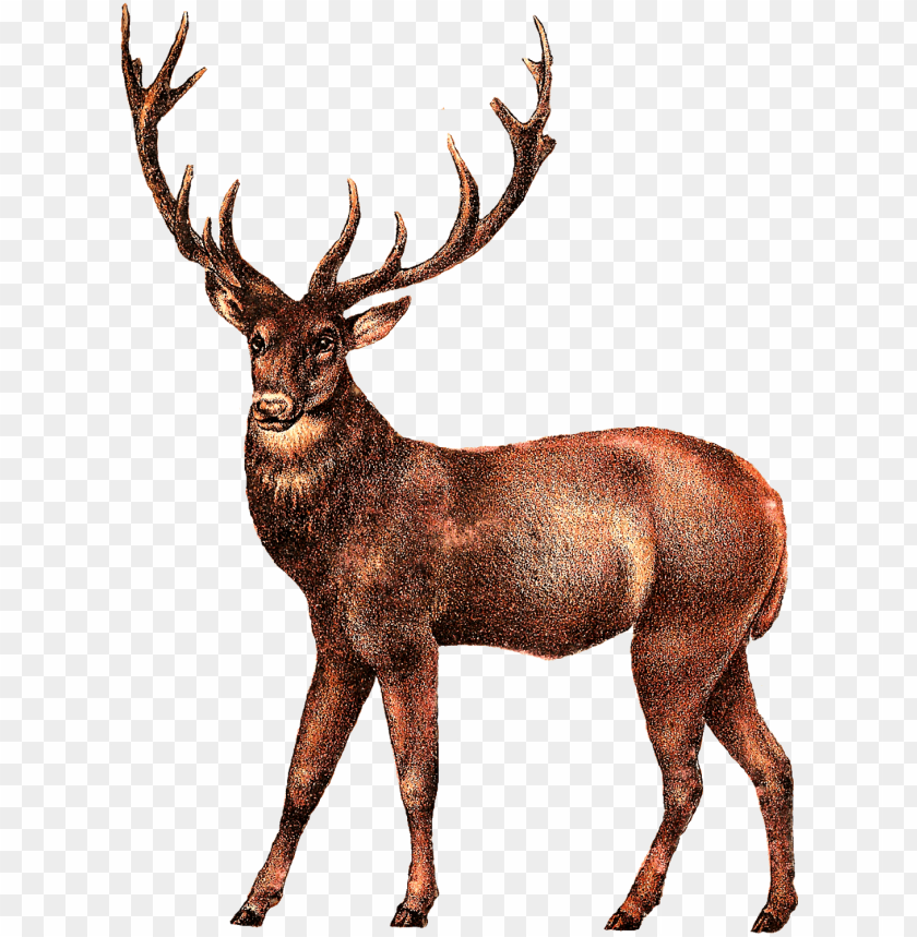 Transparent Deer - KibrisPDR
