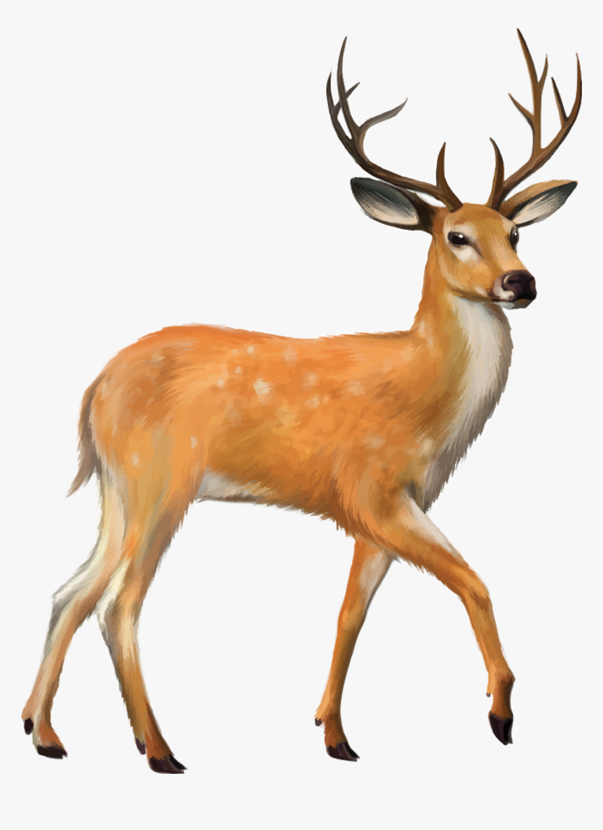 Detail Transparent Deer Nomer 8
