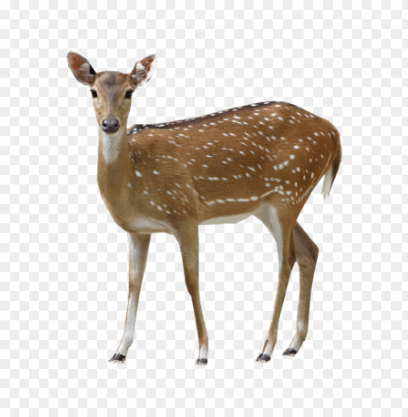 Detail Transparent Deer Nomer 9