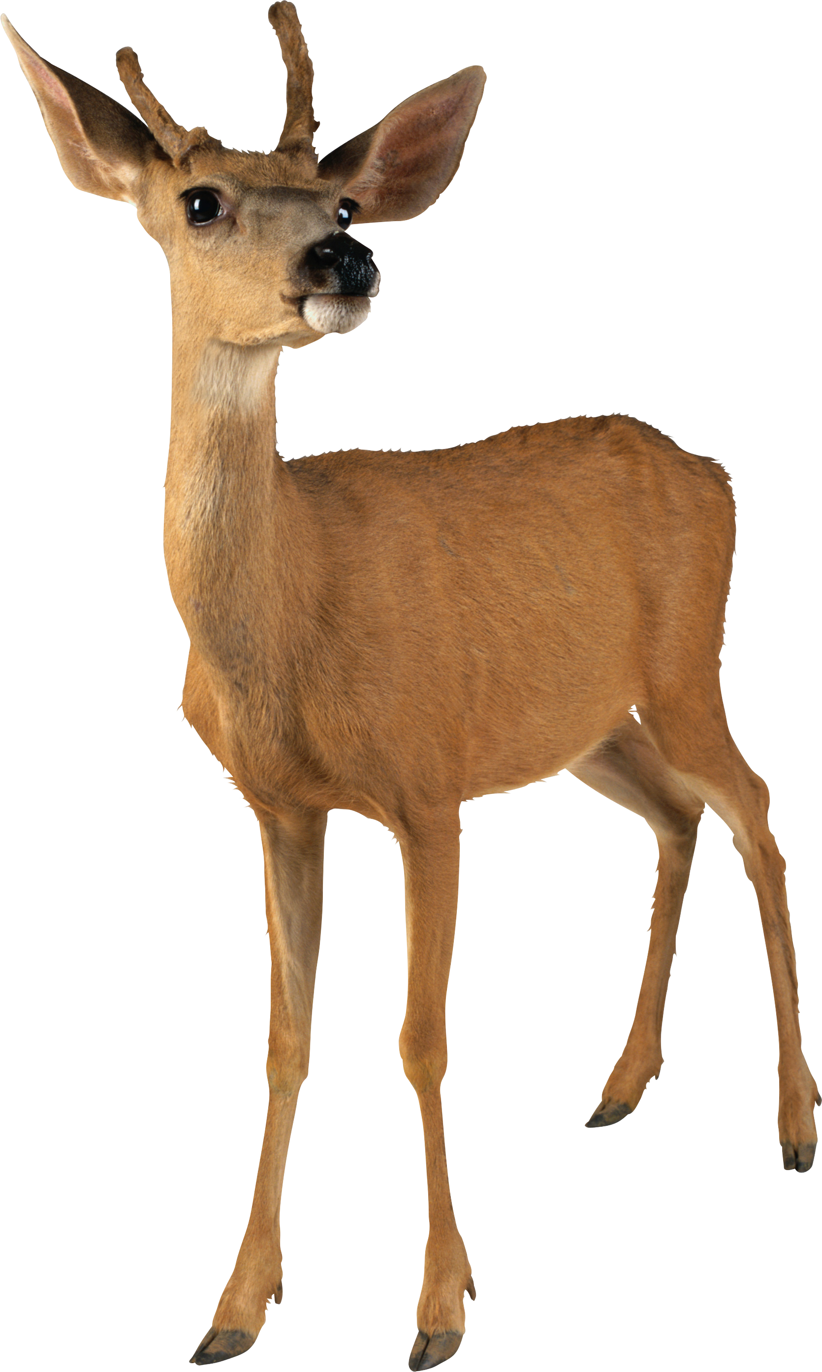 Detail Transparent Deer Nomer 10