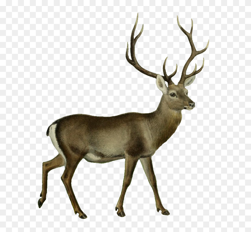 Detail Transparent Deer Nomer 11