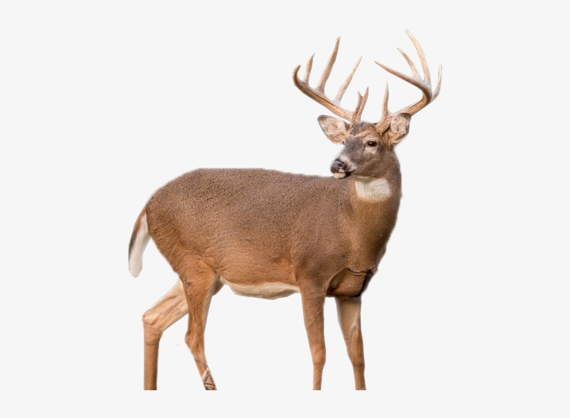 Detail Transparent Deer Nomer 12