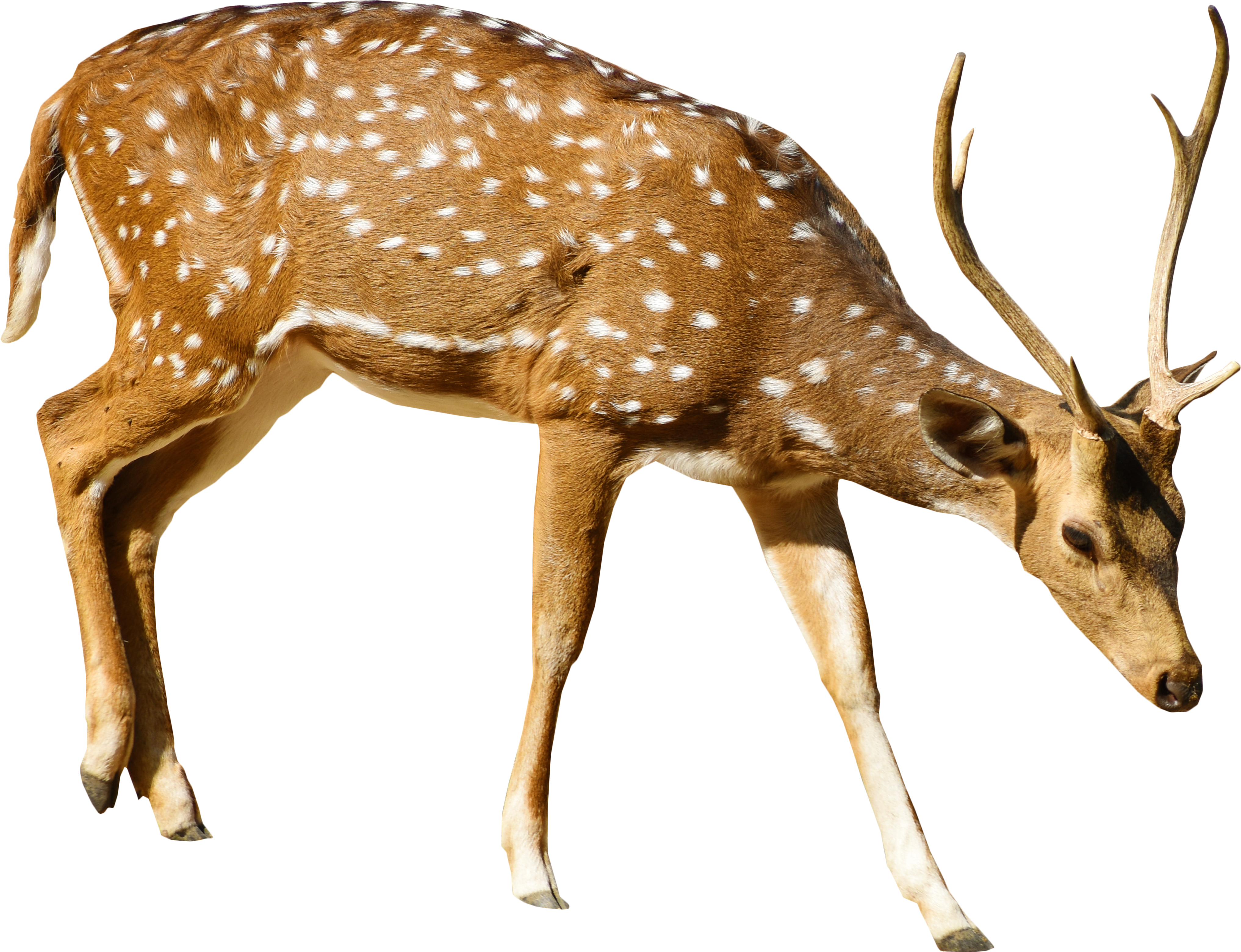 Detail Transparent Deer Nomer 14