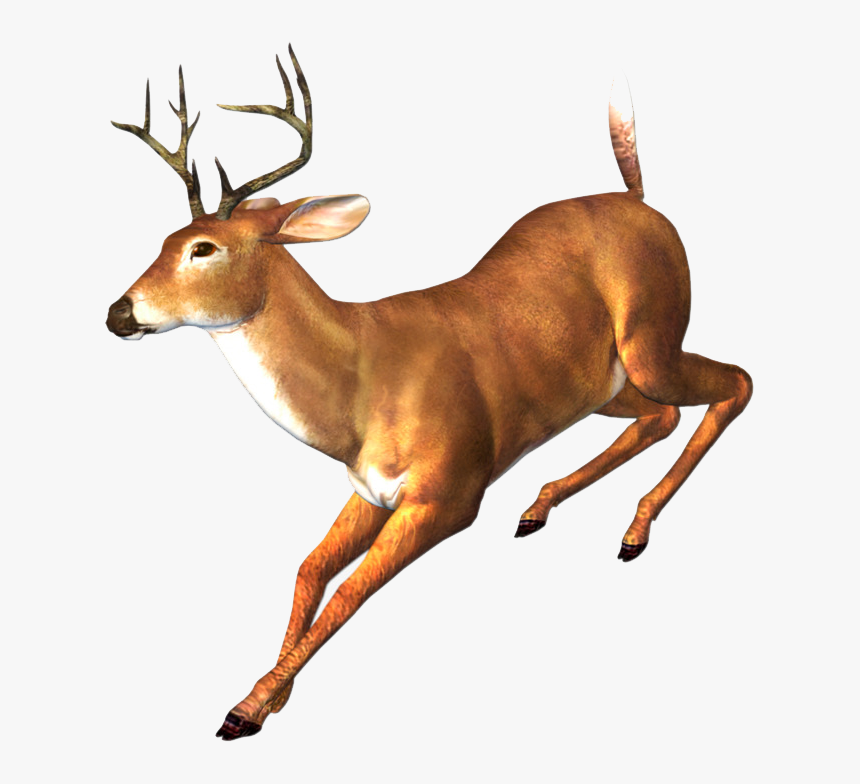 Detail Transparent Deer Nomer 15