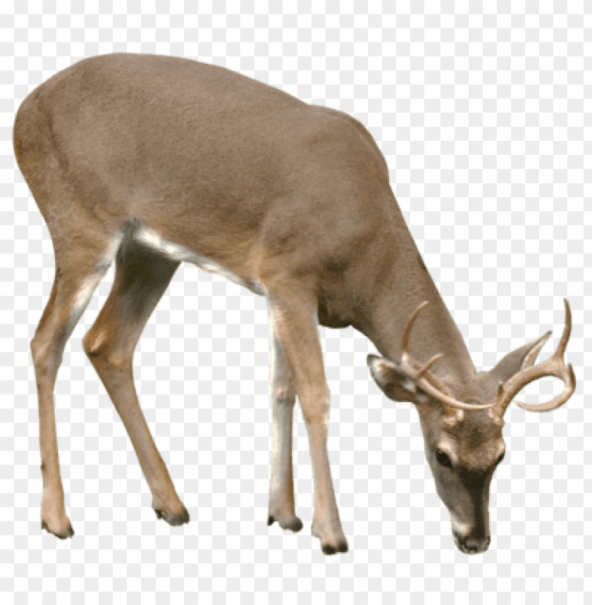 Detail Transparent Deer Nomer 16