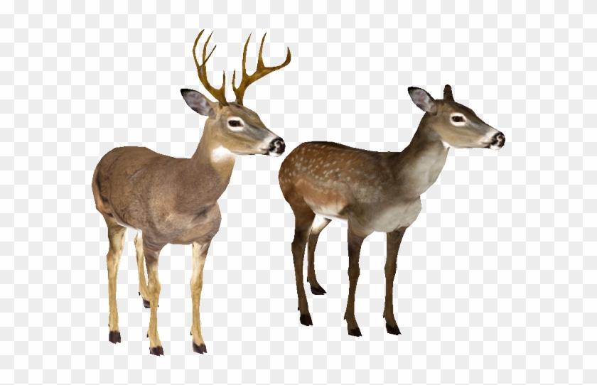 Detail Transparent Deer Nomer 17