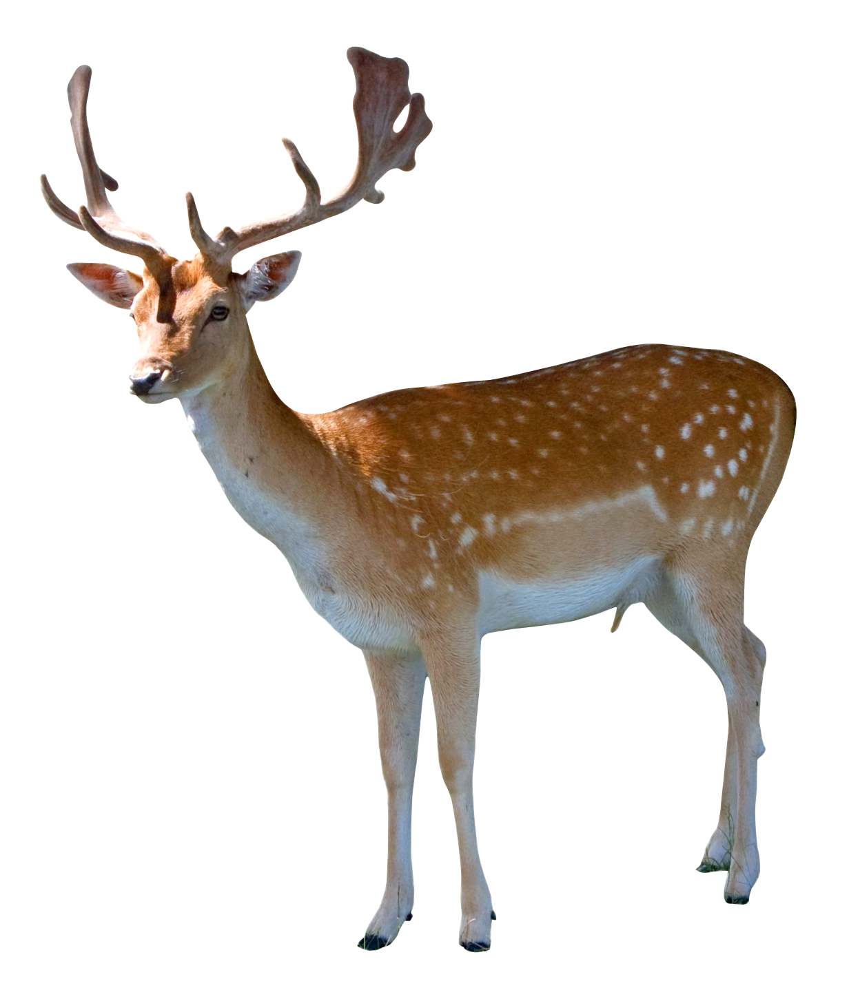 Detail Transparent Deer Nomer 19