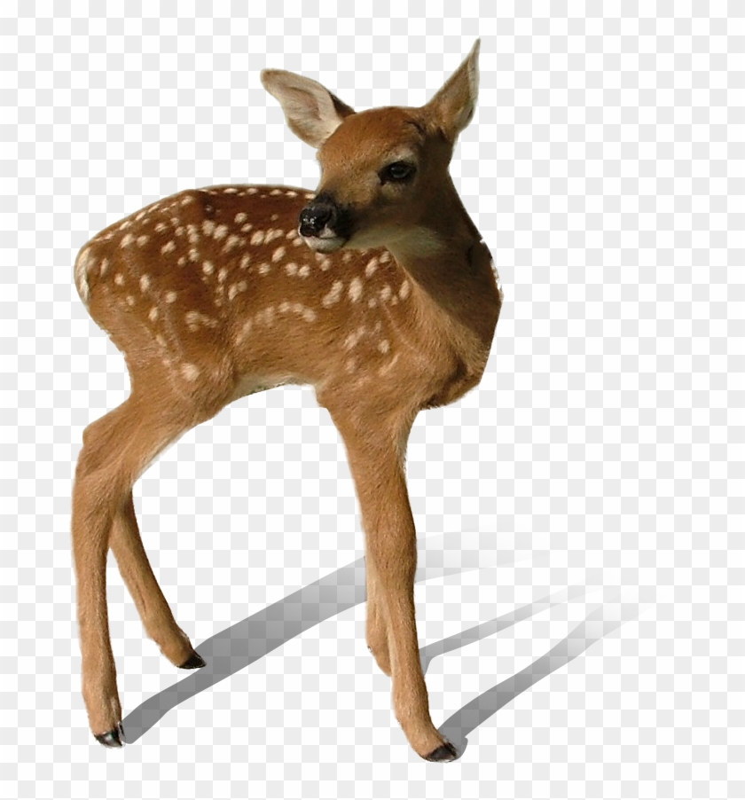 Detail Transparent Deer Nomer 22