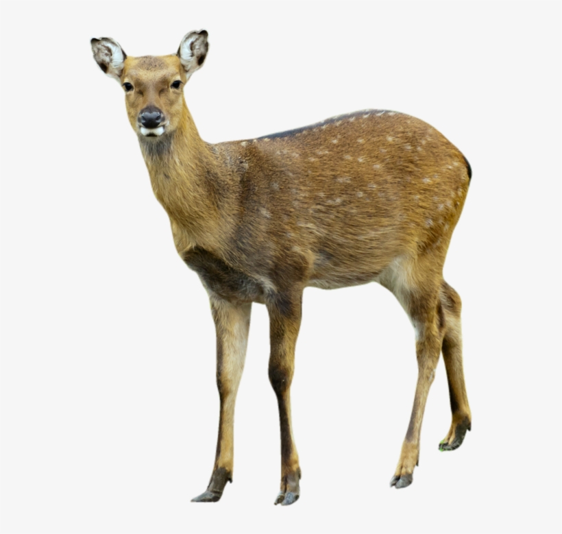 Detail Transparent Deer Nomer 23