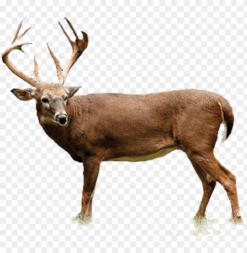 Detail Transparent Deer Nomer 24