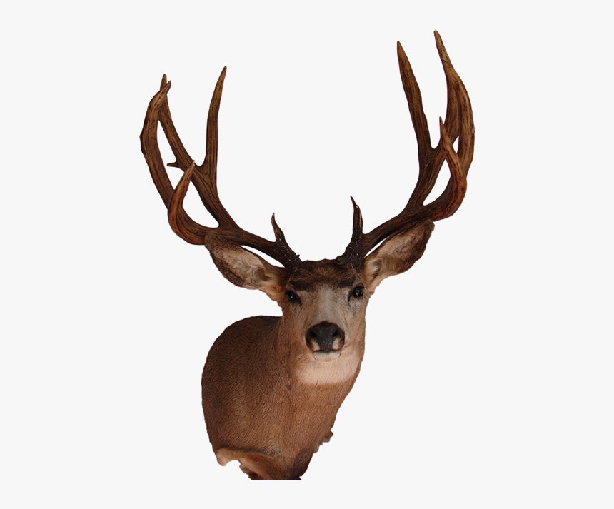 Detail Transparent Deer Nomer 29