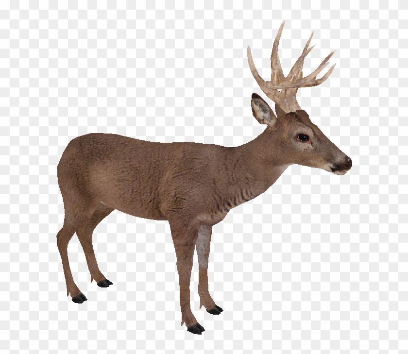 Detail Transparent Deer Nomer 30
