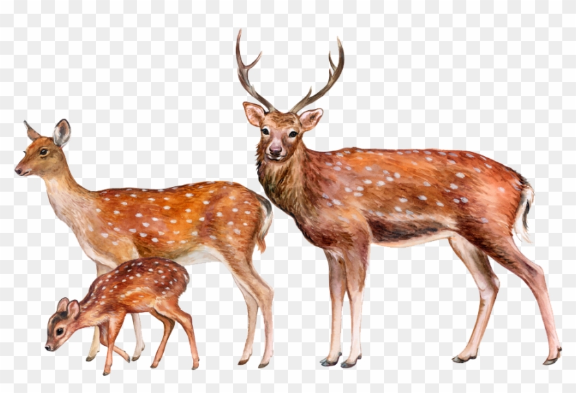 Detail Transparent Deer Nomer 31