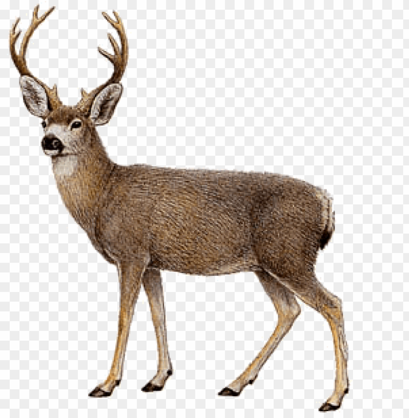 Detail Transparent Deer Nomer 3