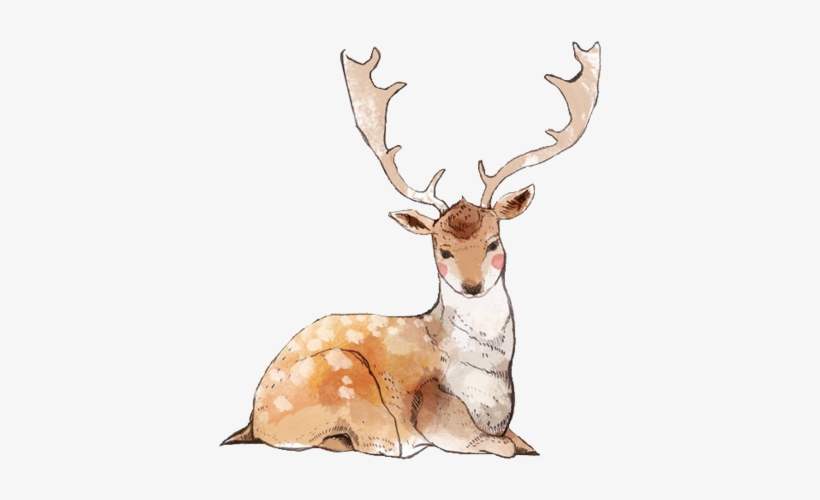 Detail Transparent Deer Nomer 34