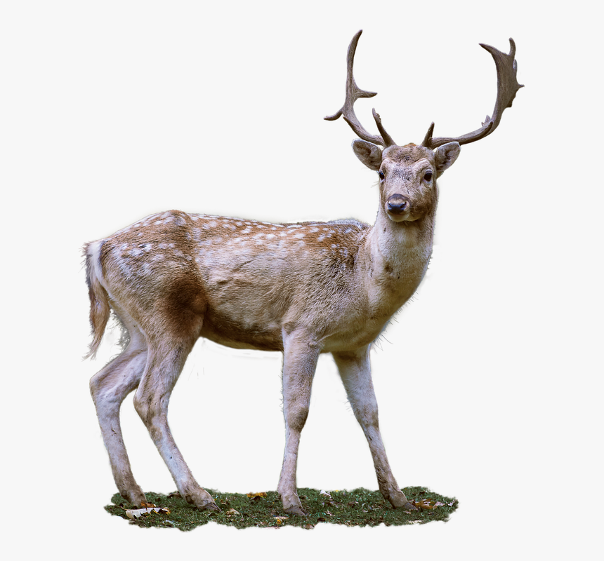 Detail Transparent Deer Nomer 38