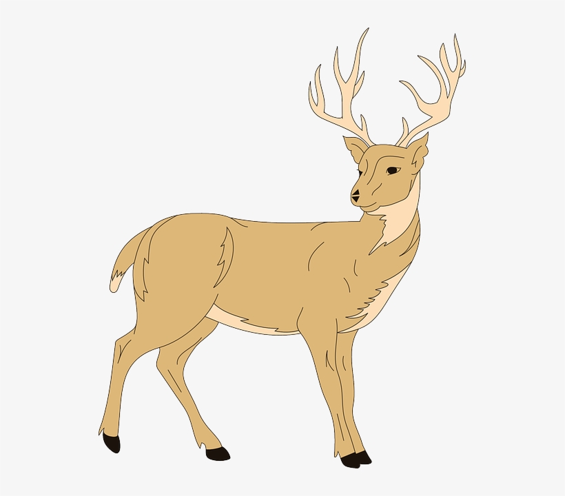 Detail Transparent Deer Nomer 39