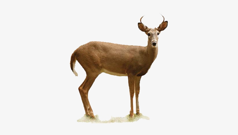 Detail Transparent Deer Nomer 41