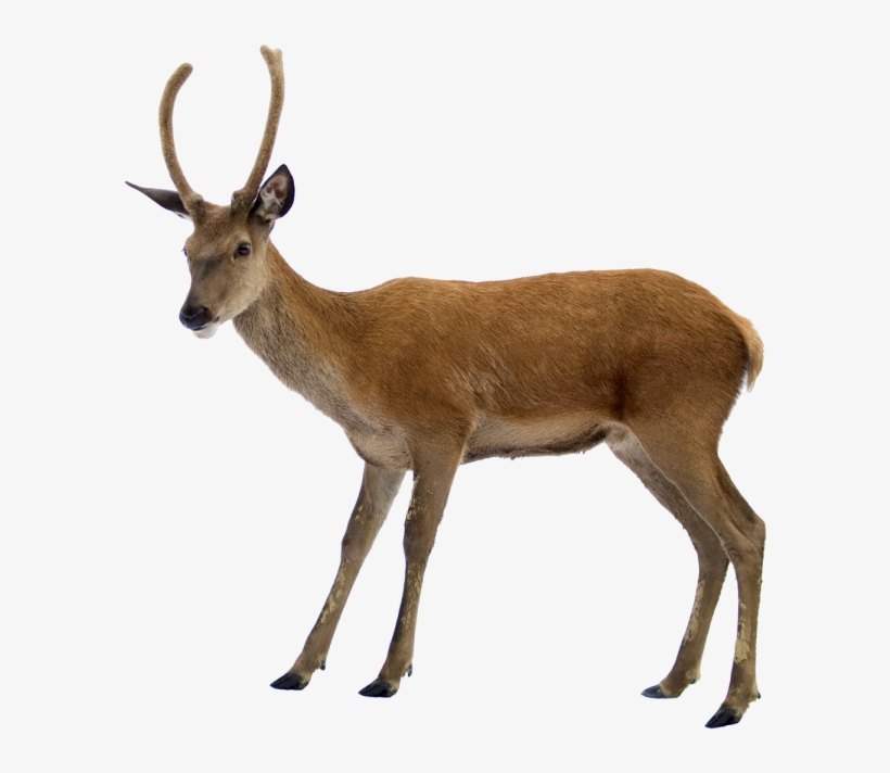 Detail Transparent Deer Nomer 4