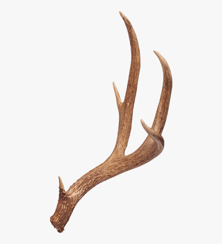 Detail Transparent Deer Nomer 45