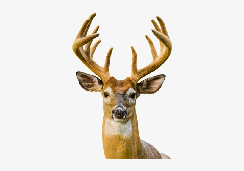 Detail Transparent Deer Nomer 46