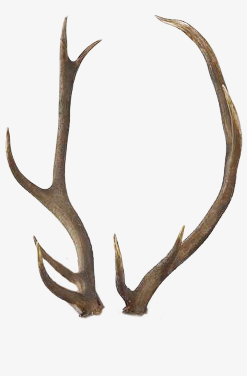 Detail Transparent Deer Nomer 51
